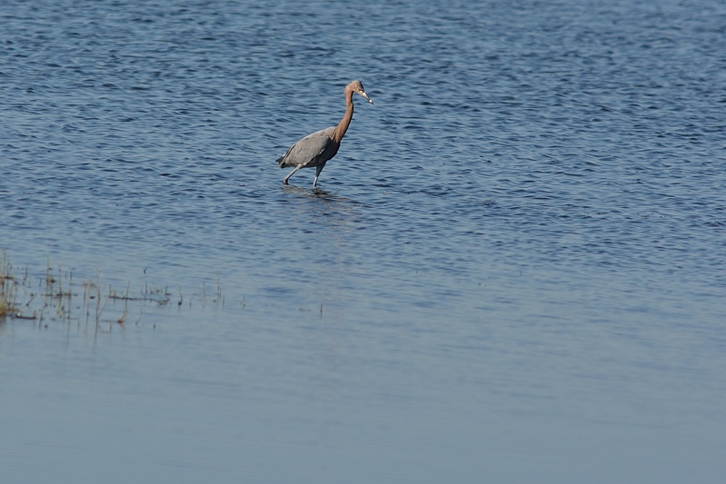 Roodhalsreiger